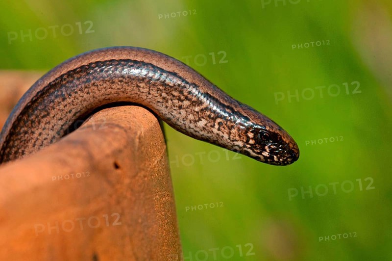 Slow-worm