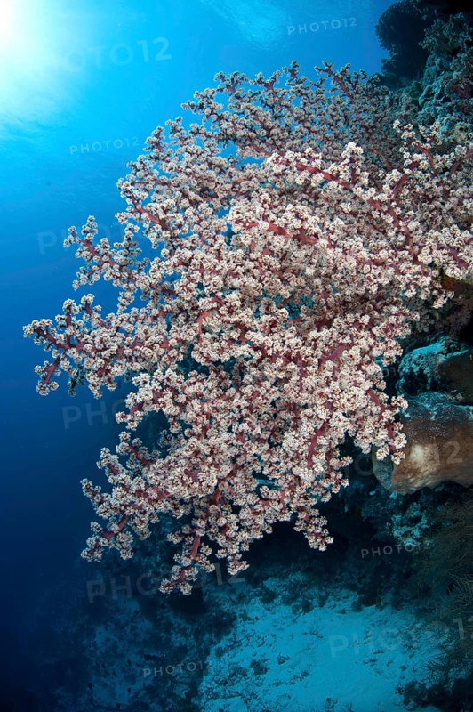 Soft coral
