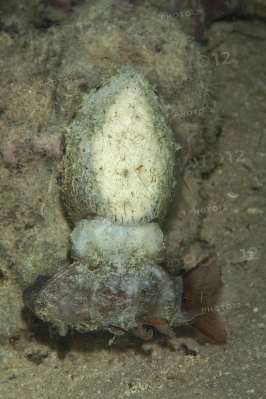 Broadclub cuttlefish