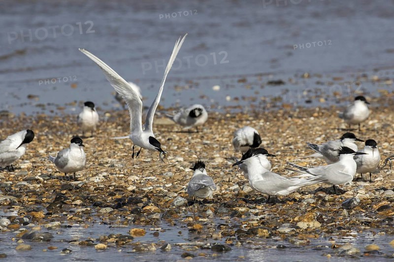 Sandwich tern flies with sand eel over other birds on pebble spit at Scolt Head Island