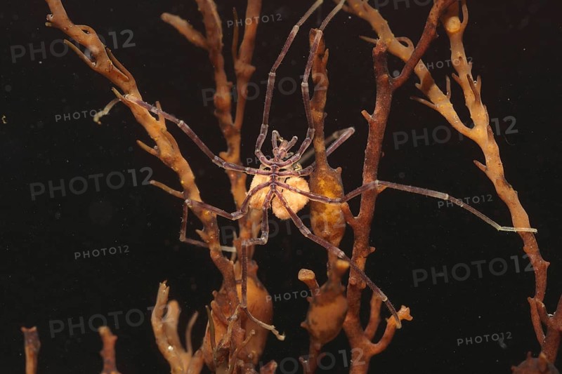 Sea spider