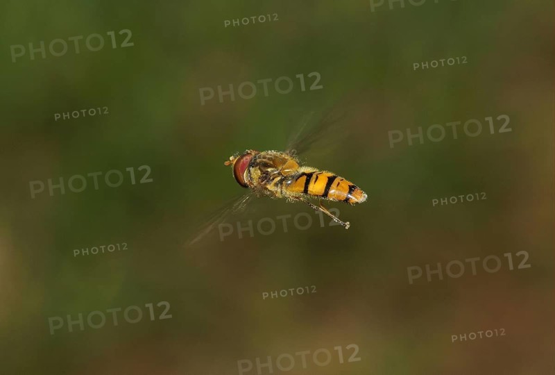 Grove hoverfly