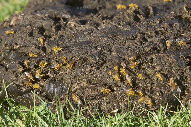 Yellow dung fly