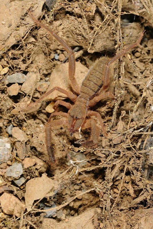 European Sun-spider