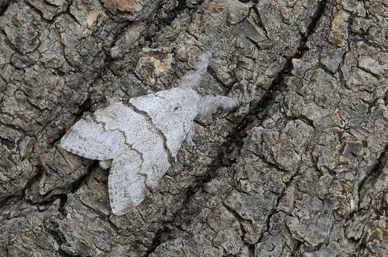 Pale tussock