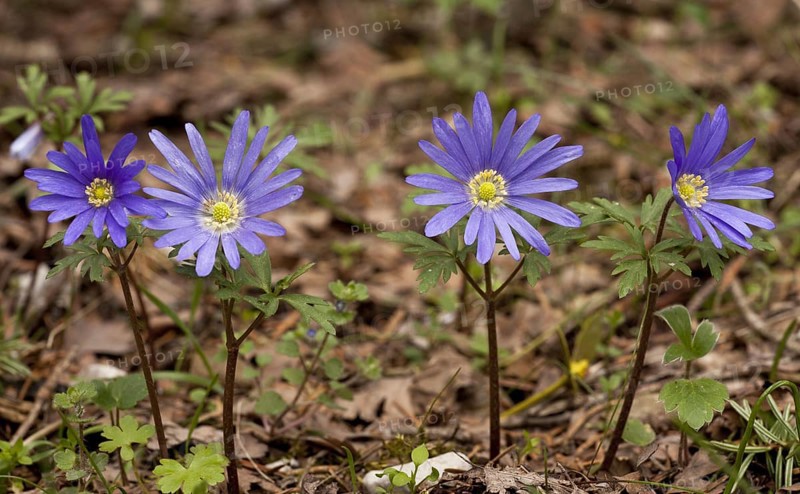 Greek Windflower
