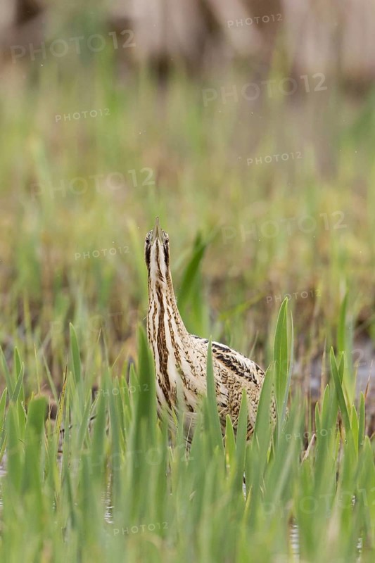 Great Bittern