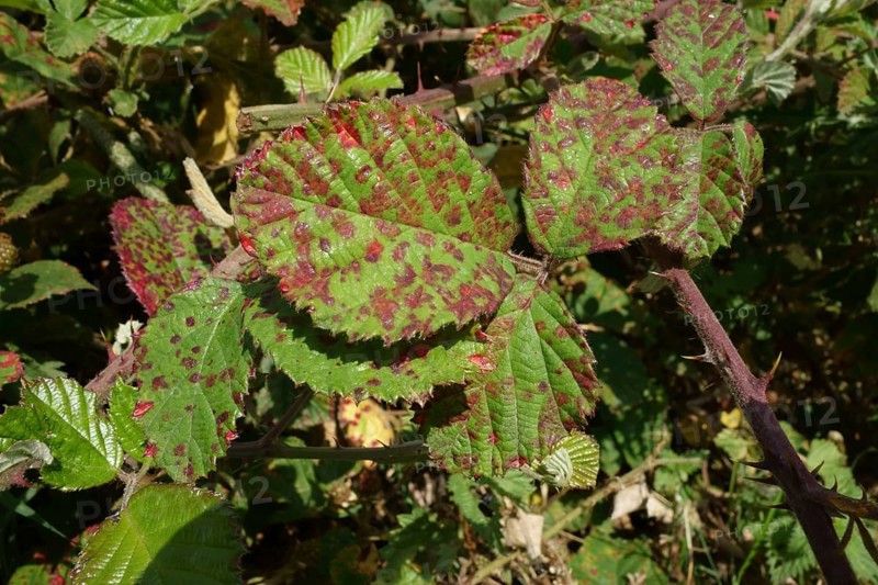 Blackberry rust