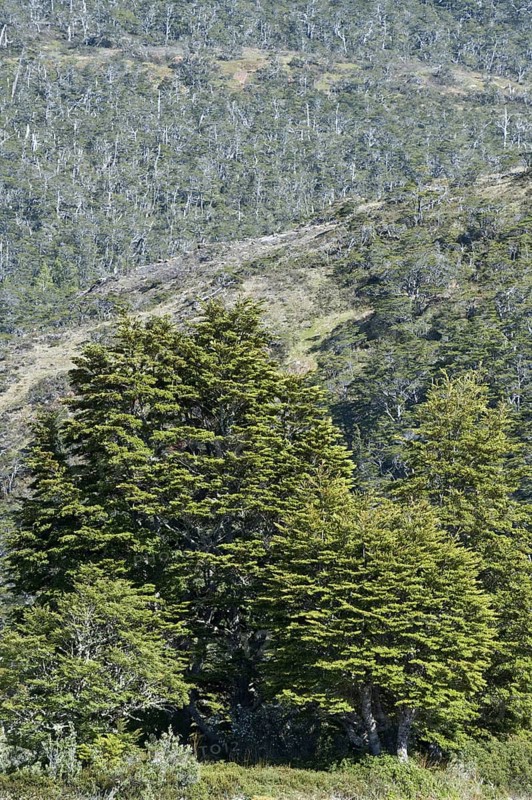 Antarctic antarctic beech