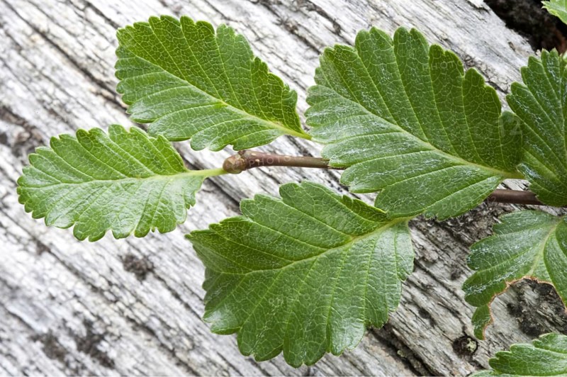 Lenga beech