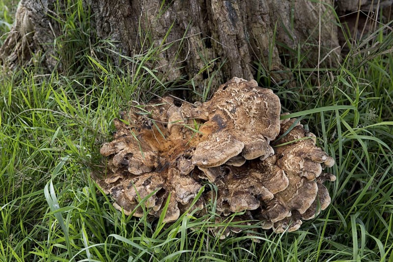 Giant Polypore