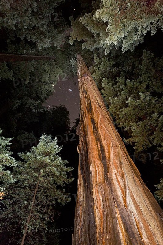 Coast redwood
