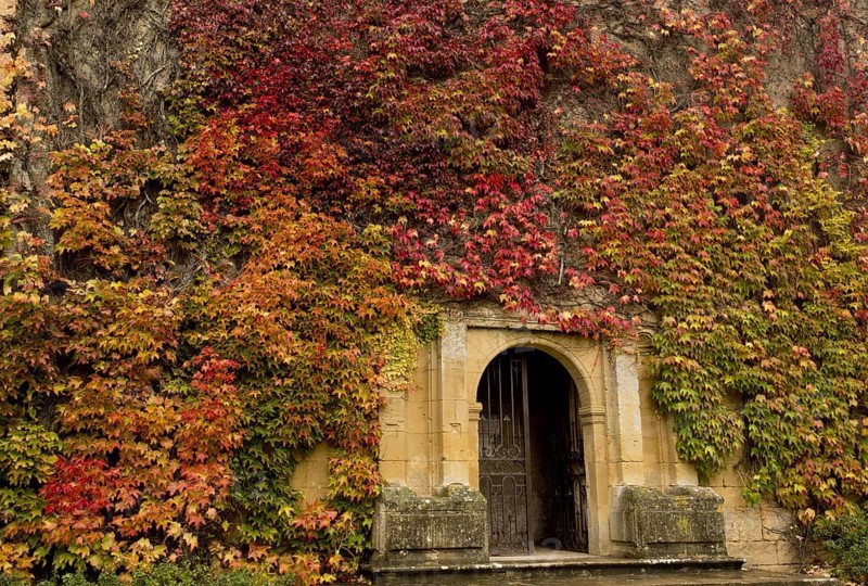 Virginia creeper