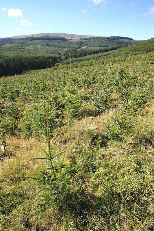 Planting of mixed-age sitka spruce