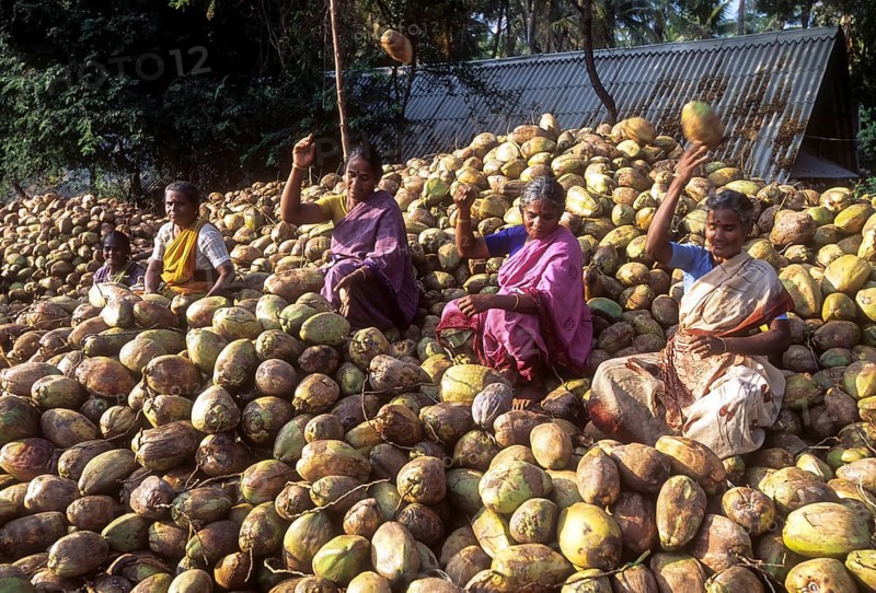 Women grading the coconuts in Singampunari