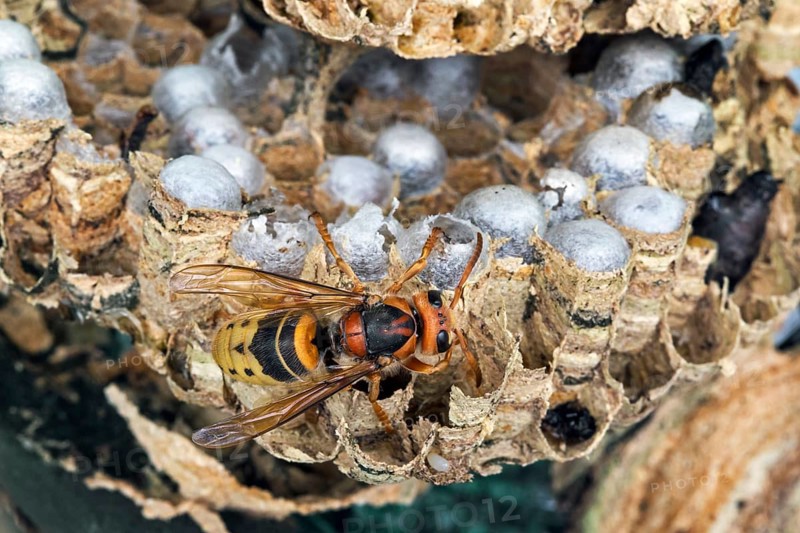 European european hornet