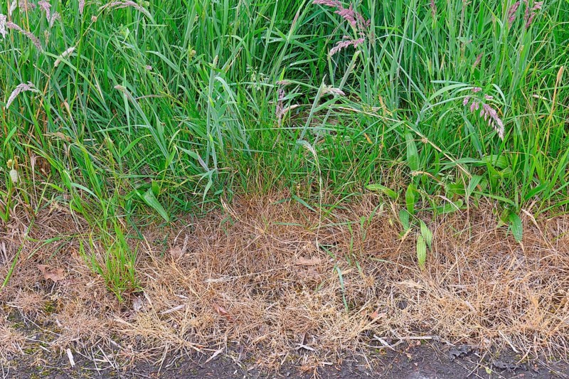 Field margins treated with herbicides