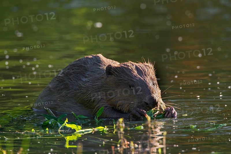 Eurasian beaver