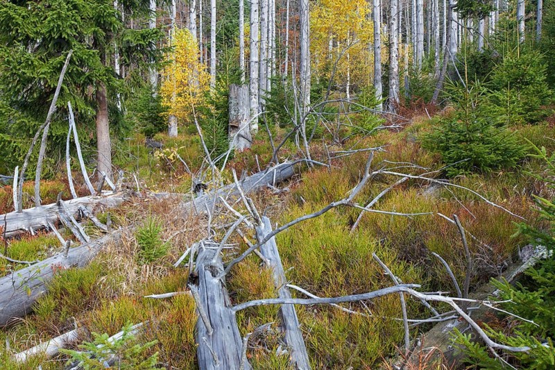 Dead spruce trees infested by the European spruce bark beetle