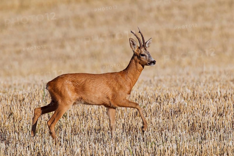 European european roe deer