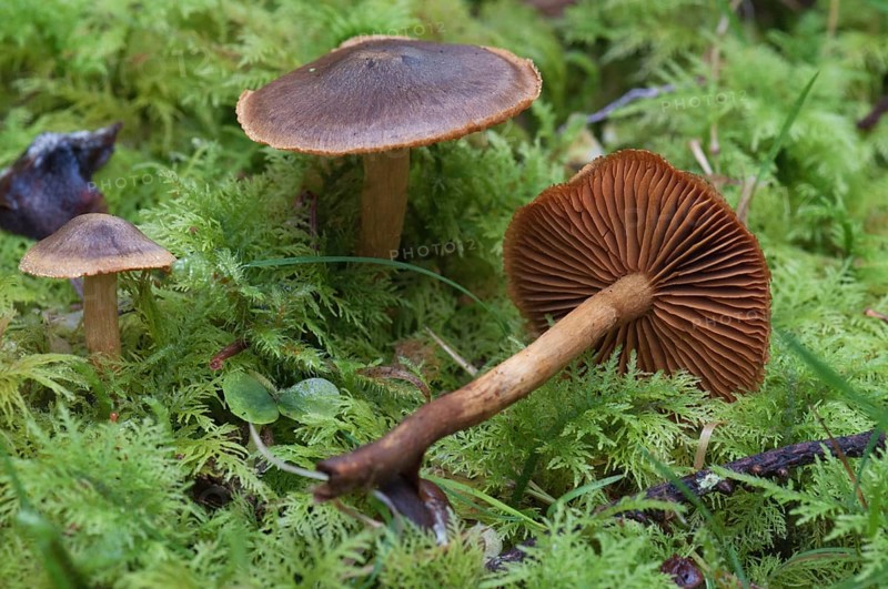 Orange-leaved Cinnamon Skinhead