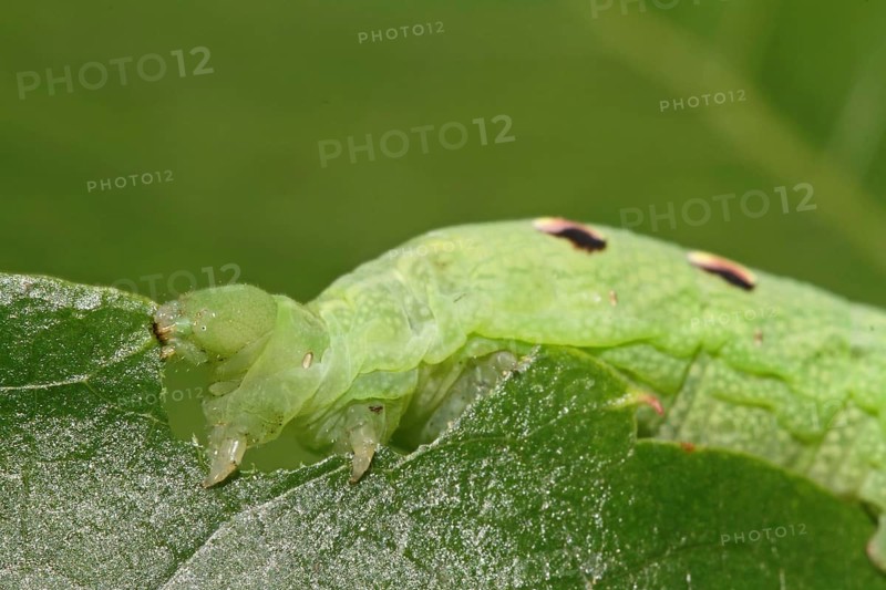 Elephant hawk-moth