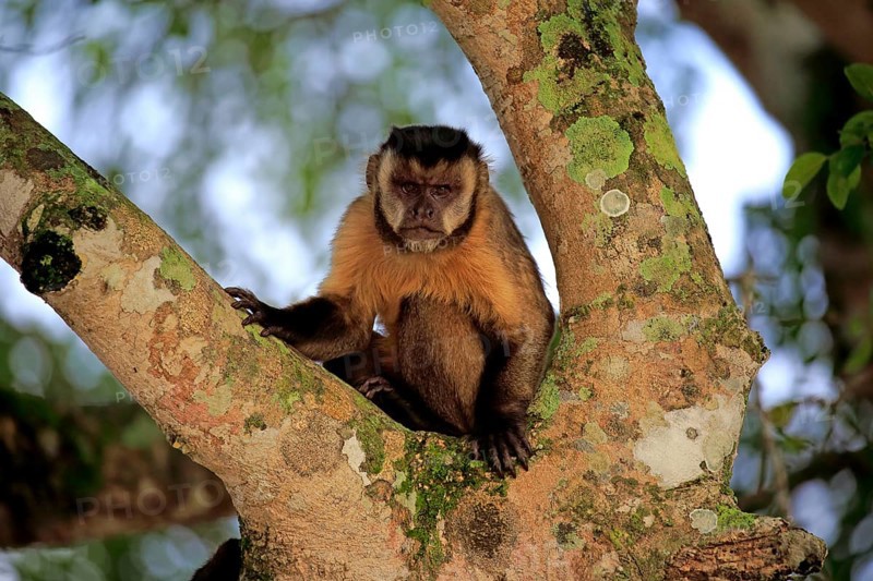 Brown Capuchin