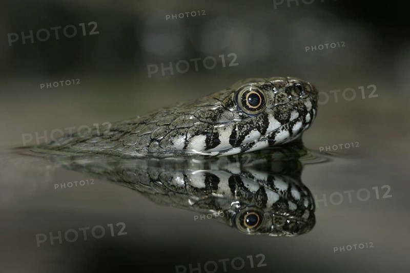 Viperine Water Snake