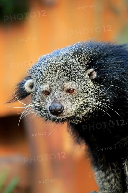 Binturong