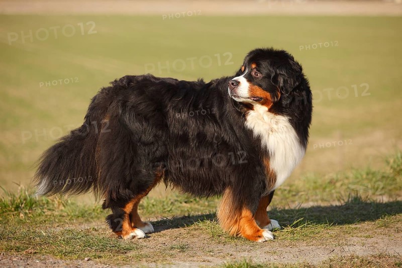 Bernese Mountain Dog