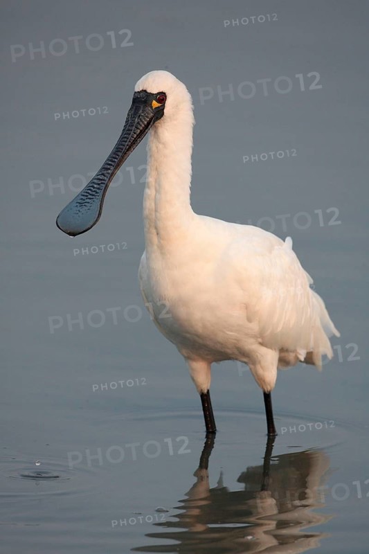 Black-faced black-faced spoonbill