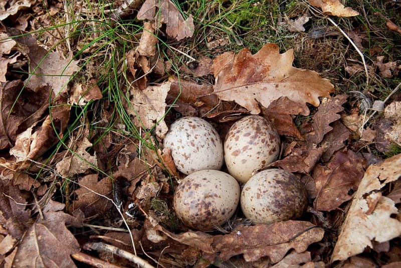 Eurasian woodcock