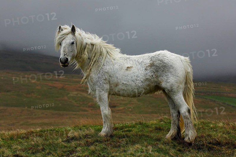 Fur pony