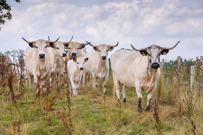 Domestic Cattle