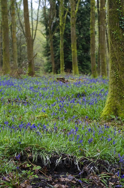 Endymion hyacinth