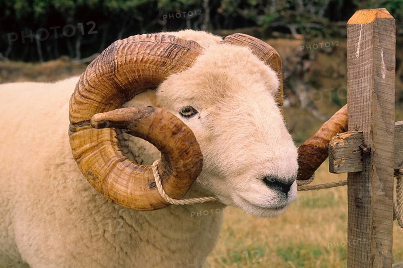 Domestic sheep