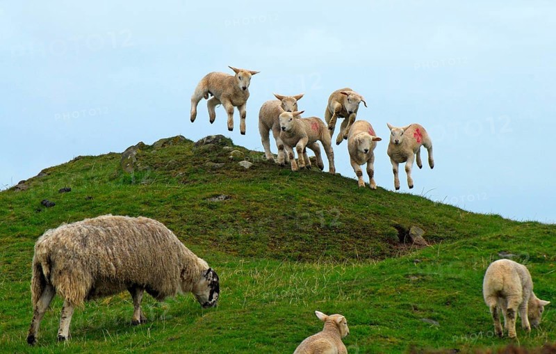 Domestic Sheep