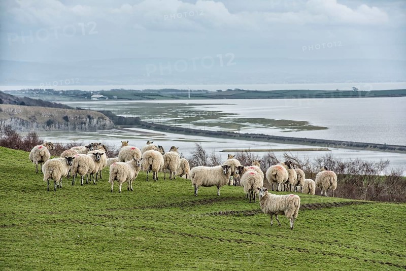 Domestic Sheep