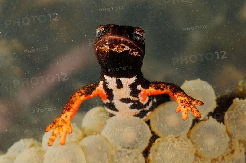 Spectacled salamander