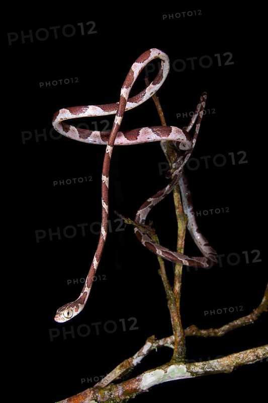 Blunt-headed adult blunthead tree snake