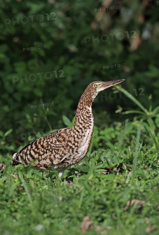 Red-winged Tiger Heron