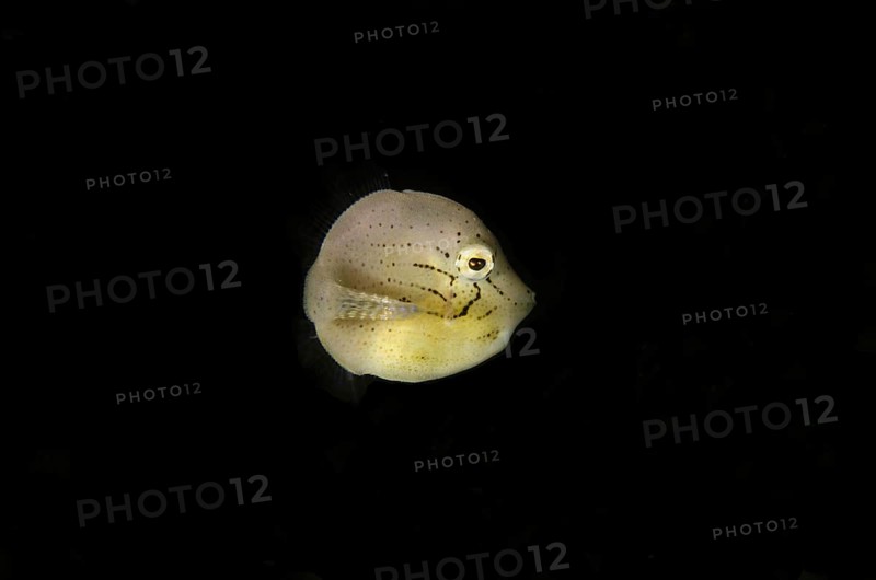 Taylor's Filefish