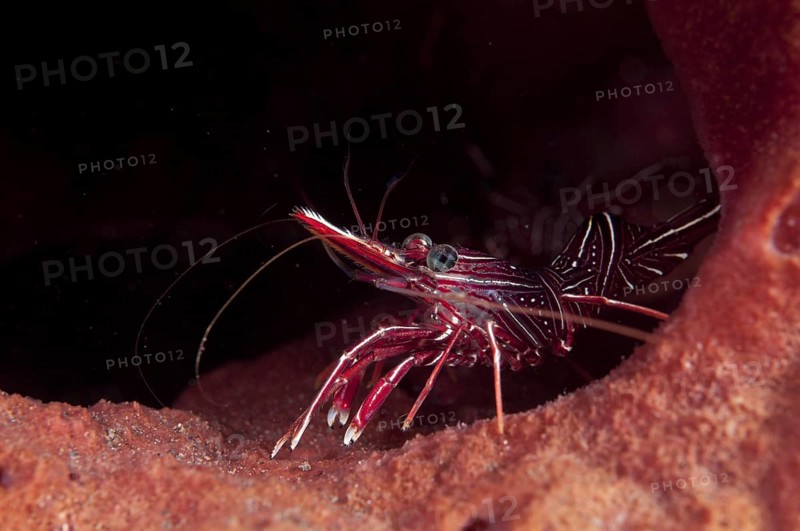 Durban dancing shrimp