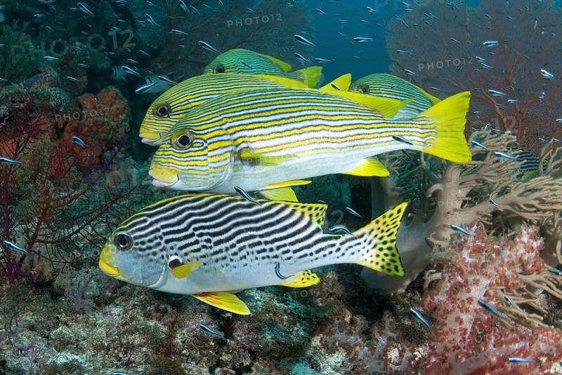 Diagonal-banded sweetlip