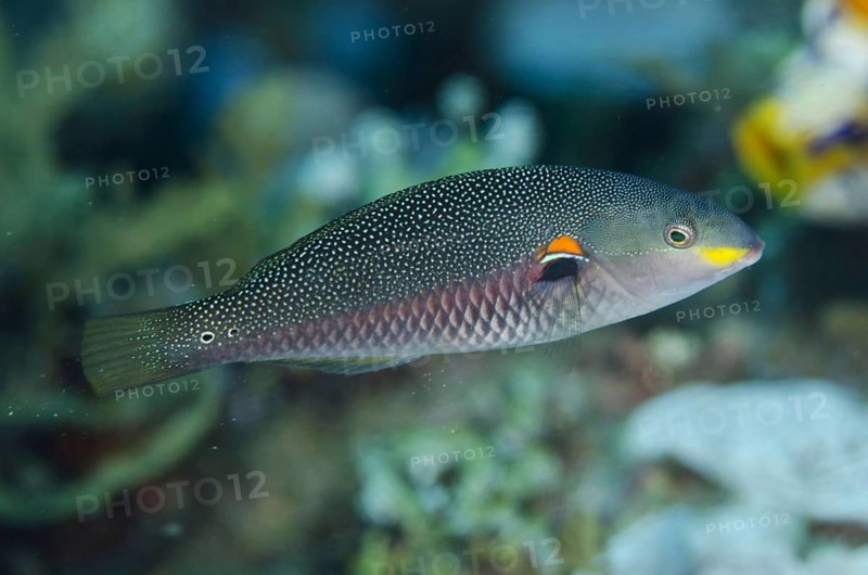 Red-shouldered wrasse