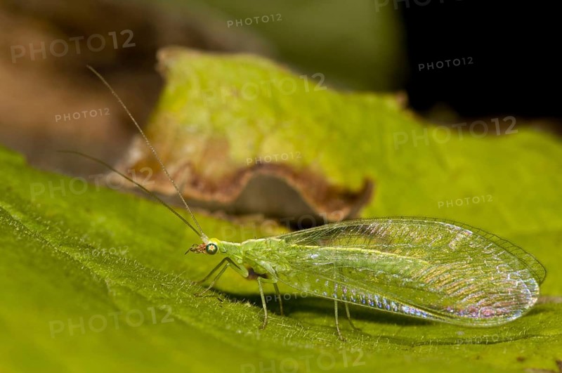 Common Green Lacewing