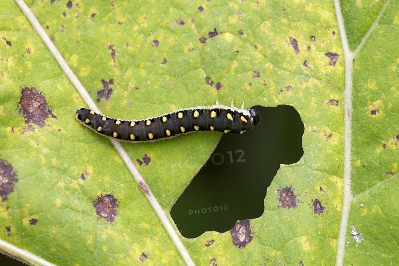 Larva of the sawfly wasp