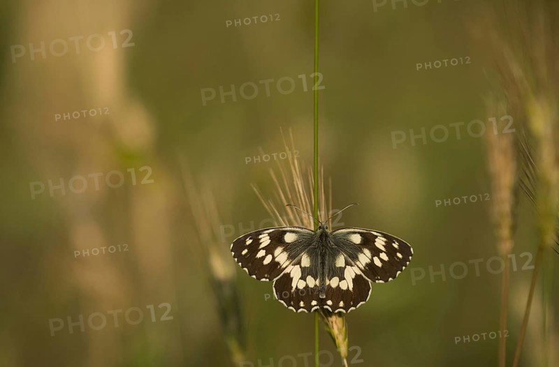 Melanargia galathea