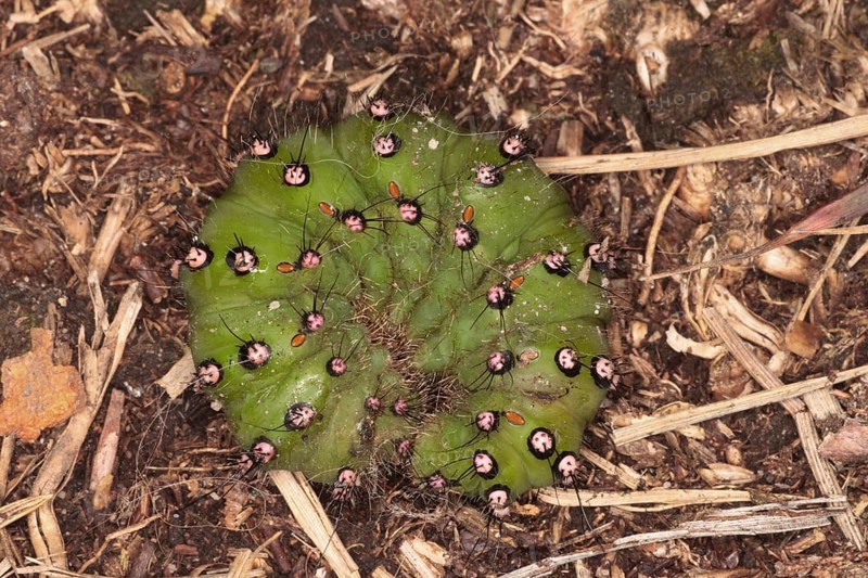 Small emperor moths