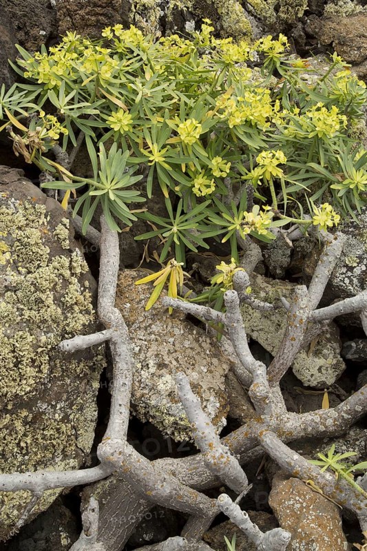 King Juba's Spurge
